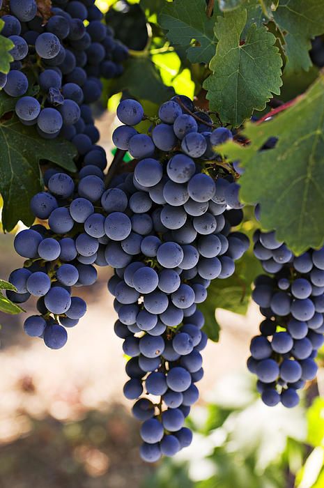 Cabernet