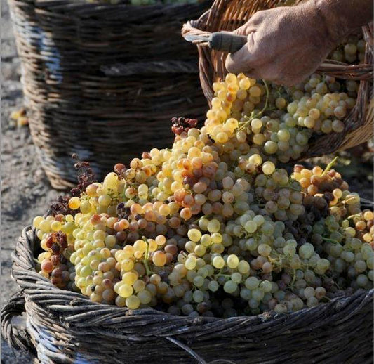 Chardonnay