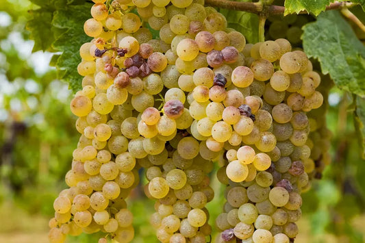 Pinot Grigio/Gris