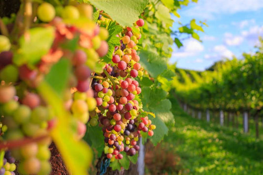 Grenache
