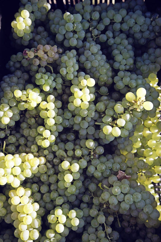 Sauvignon Blanc